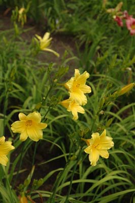 TOY TRUMPETS(yellow mini flower)